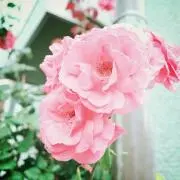 もっちー