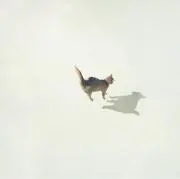 もちこ