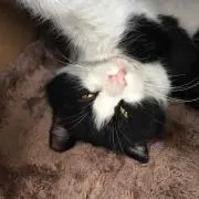 みんみん