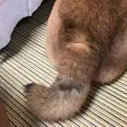 ずーにゃんの画像