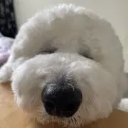 チャイ