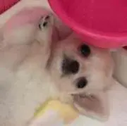 ヒロコ
