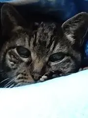 キジトラさん