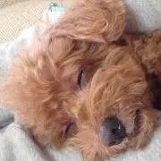 もーしの画像