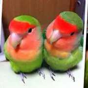 倖咲みぃ