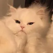 うなの画像