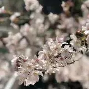 さくら