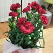 和屋ゆか