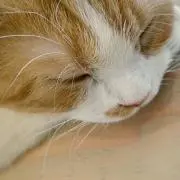 ICHIの画像