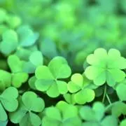 ☘️の画像
