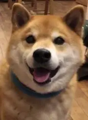 ぽち