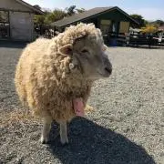 はいむーんの画像