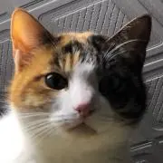 みけ猫の画像