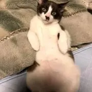 かぼすけの画像