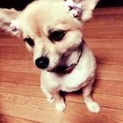 yoの画像