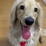 コロンの画像