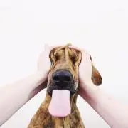 よっぴの画像