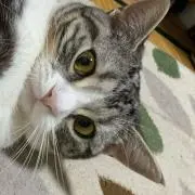 フジカ