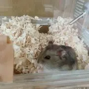 綾香