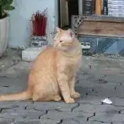 YUKIの画像