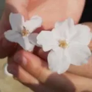 はなちゃんの画像