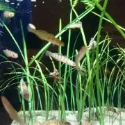 浩茶