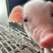 あこんの画像