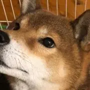 ししょー