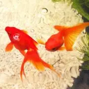 きんぎょの画像