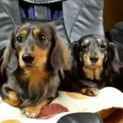 マイク&レオ
