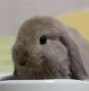 よーにょの画像