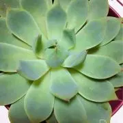 ユッキ—   次回発送8/9〜の画像