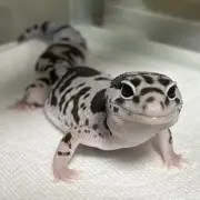 うーぺー