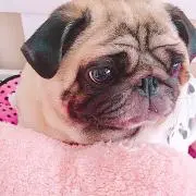 COCOの画像
