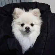 マコ