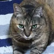 sarimiso