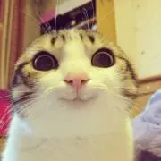 Mercatipopの画像