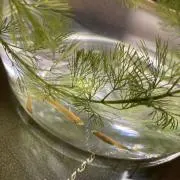 メダカ飼育中♪即購入可能の画像
