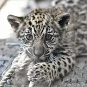 Jaguarの画像