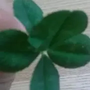 ペコママの画像