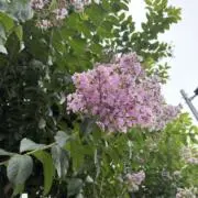 hoの画像