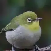 Howdyの画像