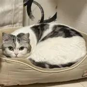 猫フスキー