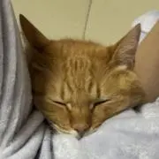 ねこまる　だしの画像