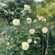 あっこの画像