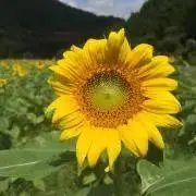 Fushop●まとめ買いがお得☆の画像