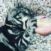 ニャーホル丸の画像