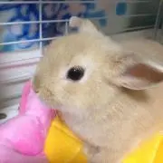韓国大好きうさぎの画像