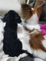 ニコニコちゃんの画像