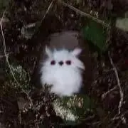 ricoの画像